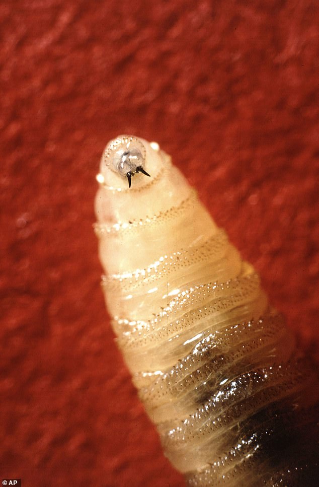 The parasite, known as the New World screwworm (Cochliomyia hominivorax) lays its eggs in the wounds of warm-blooded animals, and once they hatch, it often kills cattle within just two weeks if left untreated