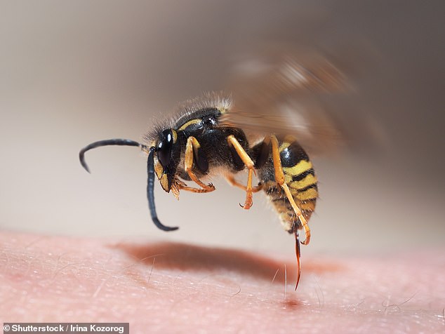 Laurence Edwards, a leading beekeeper and entomologist, has warned that wasps are attacking far earlier than normal this year