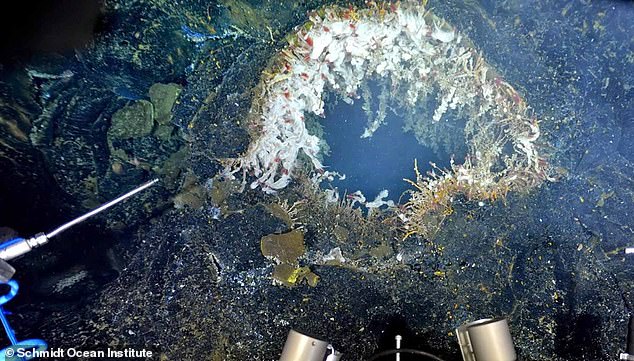 The Axial Seamount has many hydrothermal vents (pictured), which are part of a complex, sprawling network