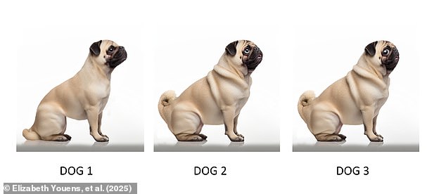 Researchers say that Britain's taste in dogs is shifting. Which of these three varieties of pug do you find most attractive?
