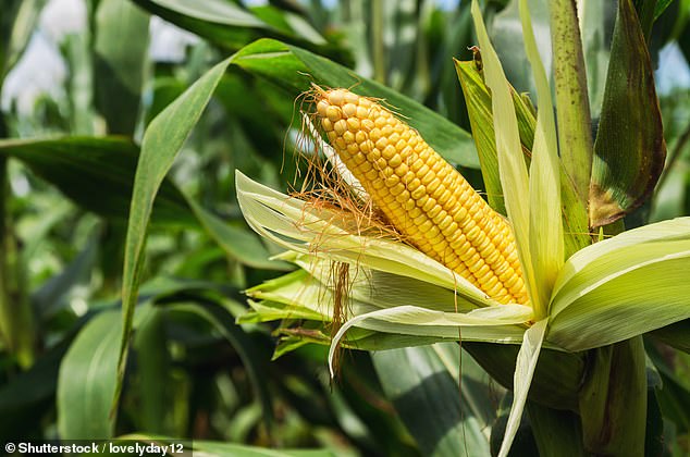 Corn is pushing temperatures above 100 degrees for nearly 200 million people nationwide