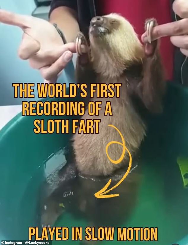 A hilarious video has busted the myth that sloths can't fart as a zoologist captures the moment a baby Hoffman's two-toed sloth lets rip into a bucket of water