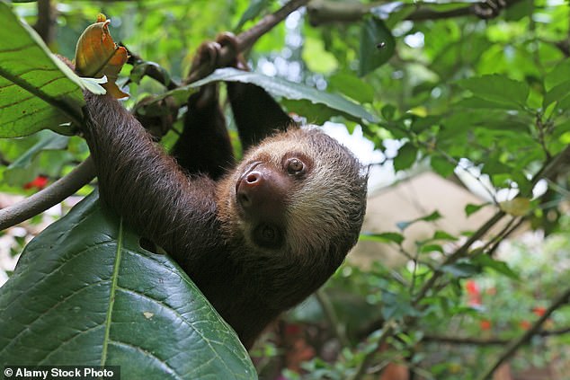 For years scientists believed that sloths, such as the two-toed sloth, couldn't pass gas because they absorbed methane into their blood and breathed it out through their mouths