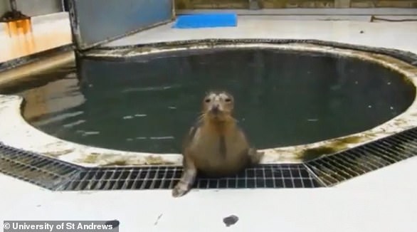 The study, published in the journal Current Biology , found that the seals used their vocal tract in the same way as us - unlike our closest relatives in the animal world, monkeys and apes