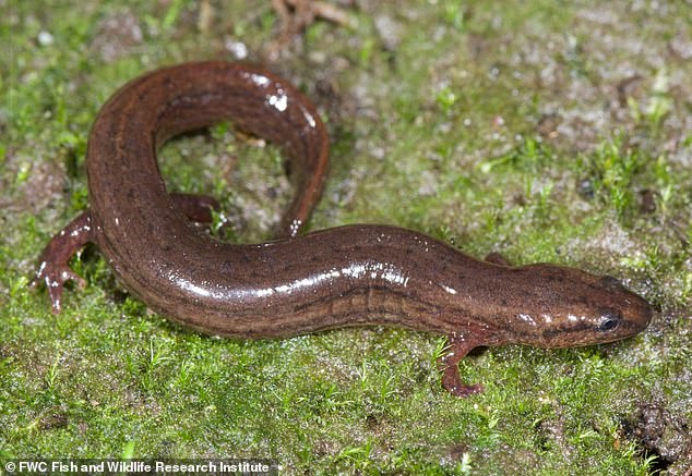 Florida marks the southernmost tip of the many-lined salamander¿s range, making sightings there exceptionally rare
