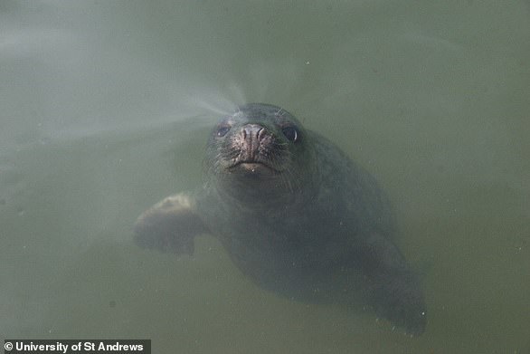 British scientists have taught a group of seals how to copy human sounds and sing tunes including Twinkle, Twinkle Little Star - and now the research could help others study speech disorders