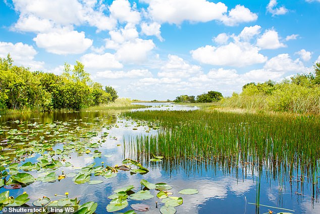 A total of 23 salamanders were found across two Florida forests - 17 in Osceola National Forest and six in John M. Bethea State Forest. Pictured: a file photo of Florida wetlands
