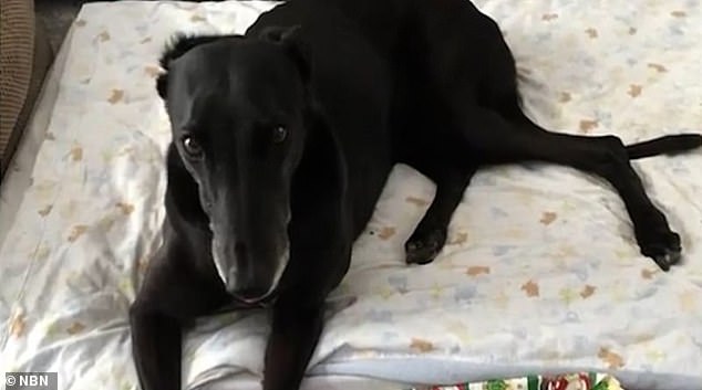 Gowans' dog Ruby (pictured) was put down after sustaining the injuries following the attack