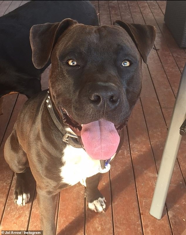 American Staffordshire bull terrier, Thor (pictured), is alleged to have attacked John Gowans and his dog back in 2022