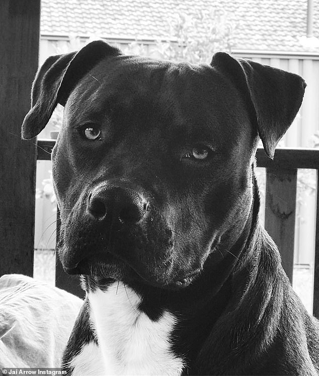 Thor was put down following the attack, which left Gowans traumatised. He stated that he now suffers from 'PTSD'