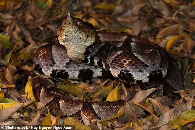 The viper captured in the slow-motion video (Deinagkistrodon acutus) hails from southeast Asia (file image)