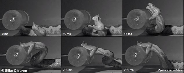 These freeze-frames show a typical strike sequence for vipers, the researchers said. The initial lunge at the prey is followed by fang penetration