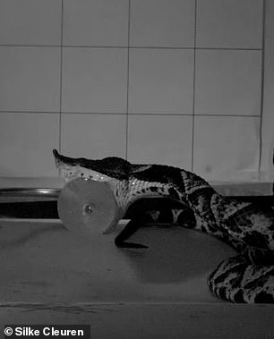 The reptile clamps down hard on the muscle-like gel, sinking its fangs before injecting venom