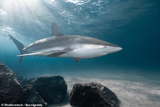 Measuring up to 12ft long and weighing in at 350–400lbs, Dusky sharks are ferocious carnivores – but have not been documented attacking humans before