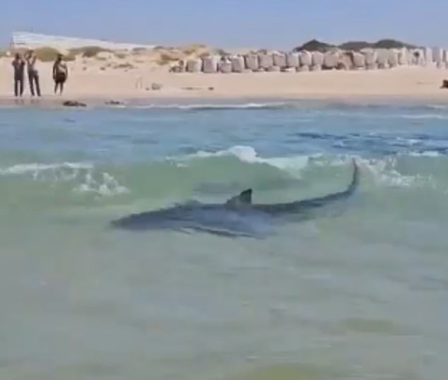 The man wasn't the only one interested in getting close to the predators off Hadera. Videos shared on social media showed other beach-goers, including children, standing in the water and marvelling at the sharks as they swam around their legs just moments before the man was attacked