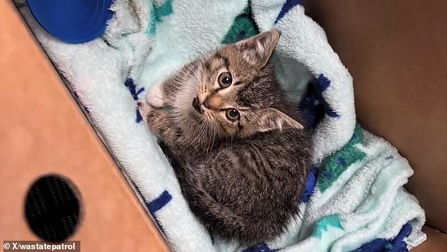The kitty was named 'Trooper,' and one of the troopers from the district took it home to care for it