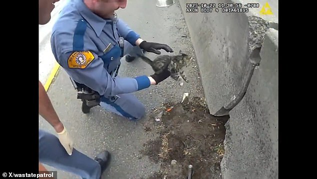 Trooper Bonner pulled the kitten from a crack in the road barrier, saying, 'Aw such a cutie!'