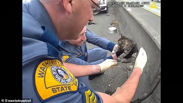 The kitten weighed about one pound and it is unclear how it ended up stranded on the road