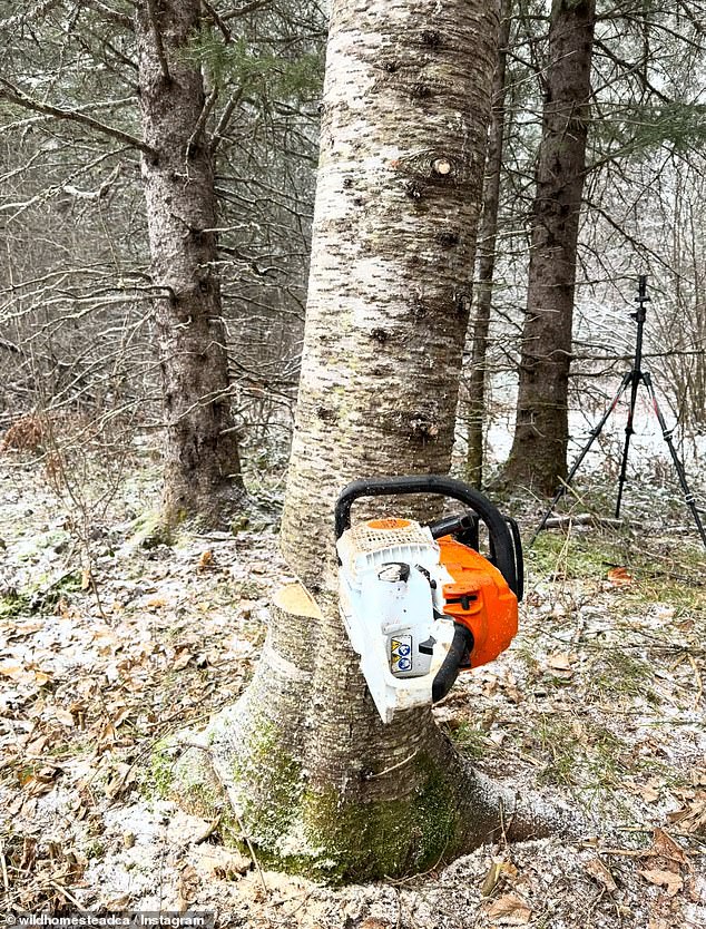 'You know, you might be doing, like, lumberjack stuff, selling trees,' Alofs said of his typical day