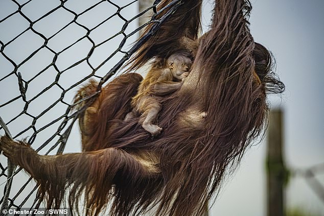Primates Assistant Team Manager, Chris Yarwood said: 'Leia is a wonderful mum. 'She's extremely attentive and has spent the first few days holding her baby close, feeding regularly and forming a really strong maternal bond