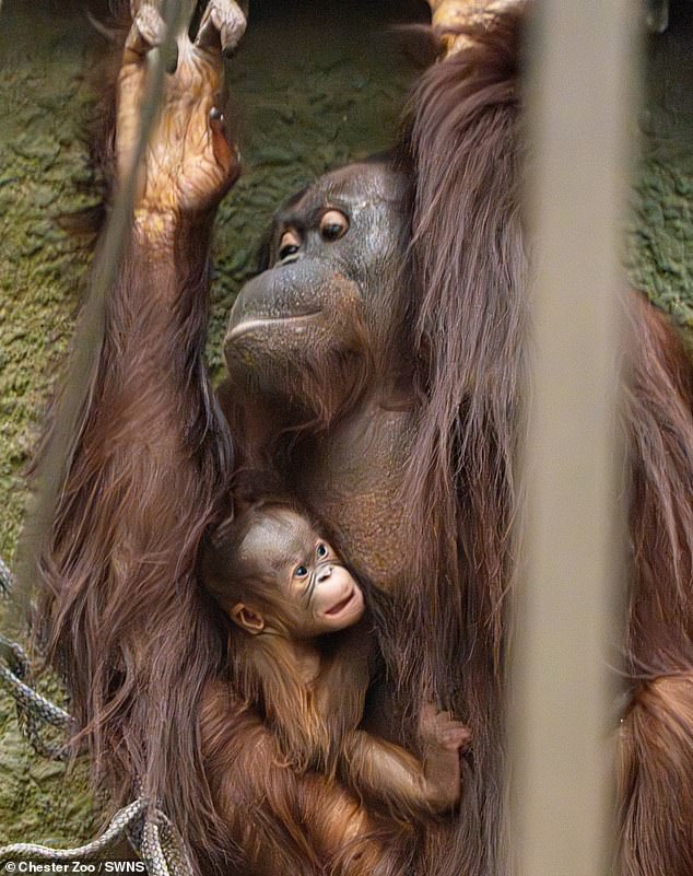 Chester Zoo hasn't been able to determine the sex of the newborn Bornean orangutan yet. The zoo said any birth of a Bornean orangutan is incredibly special given how threatened the species is