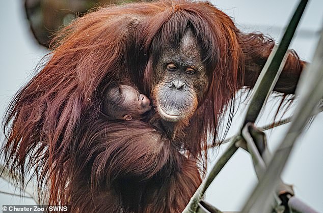 New photos reveal the newborn clinging to its mother while she explores around the new habitat in Cheshire