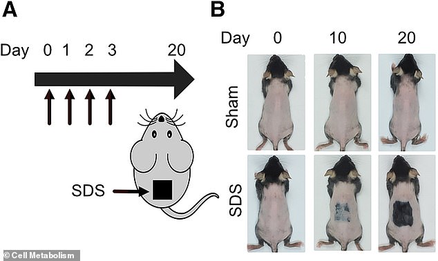 In mice, areas of skin treated with an irritant started to sprout new hair from follicles (the tiny pores on the surface of the skin)