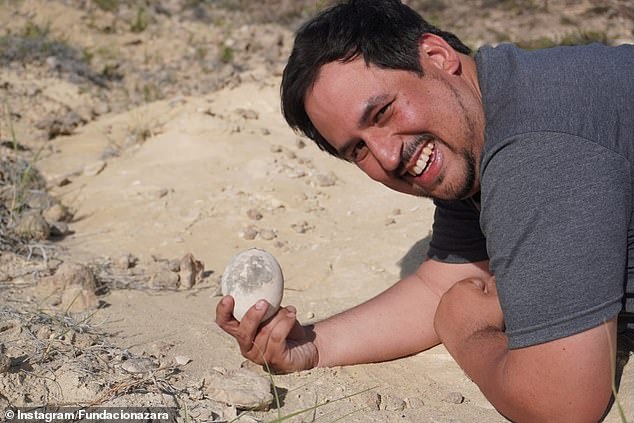 Although dinosaur eggs have been found in the area before, one this well preserved is rare and likely belonged to a small, carnivorous therapod
