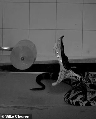 Here, the Deinagkistrodon acutus viper can be seen attacking the fake prey with its mouth wide open