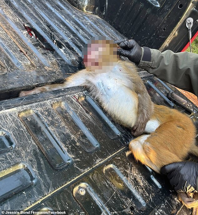 Bond Ferguson posted pictures of the dead animal to her Facebook page on Sunday