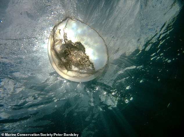 The moon jellyfish (pictured) is the most common jellyfish in British waters. This jellyfish is almost entirely translucent apart from four purple circular markings around the centre. It is not dangerous to humans