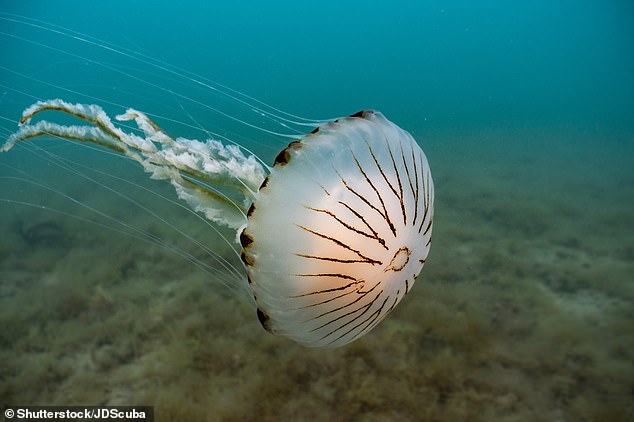 Beware of the compass jellyfish (Chrysaora hysoscella), which is a translucent yellowish-white jellyfish with detailed brown markings around the fringe and on the top of the 'bell'