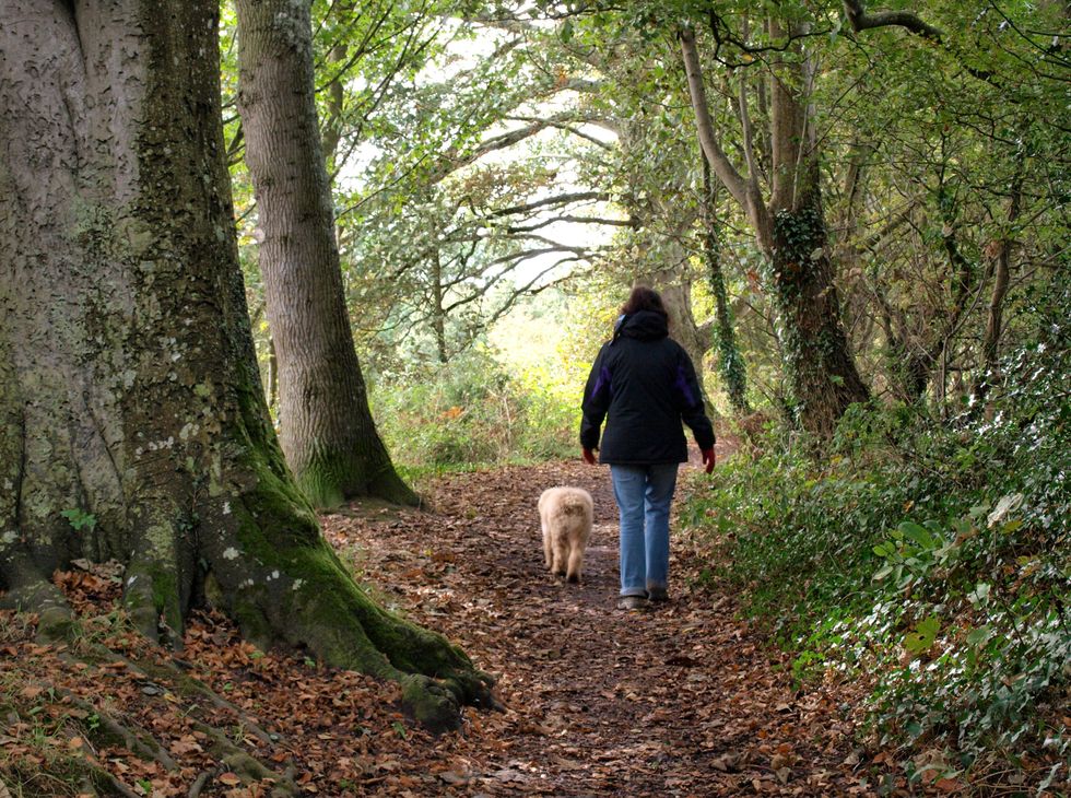 Dog walker walks dog in woodland