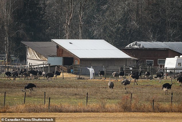 Witnesses reported seeing trucks and SUVs from the Canadian Food Inspection Agency (CFIA) arrive at the farm on Thursday evening, and several men were seen carrying equipment into the enclosures. Pictured is a CFIA personnel in a hazmat suit