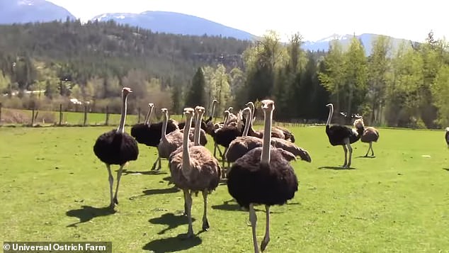 The family had owned the ostriches for more than 30 years, giving each one a name