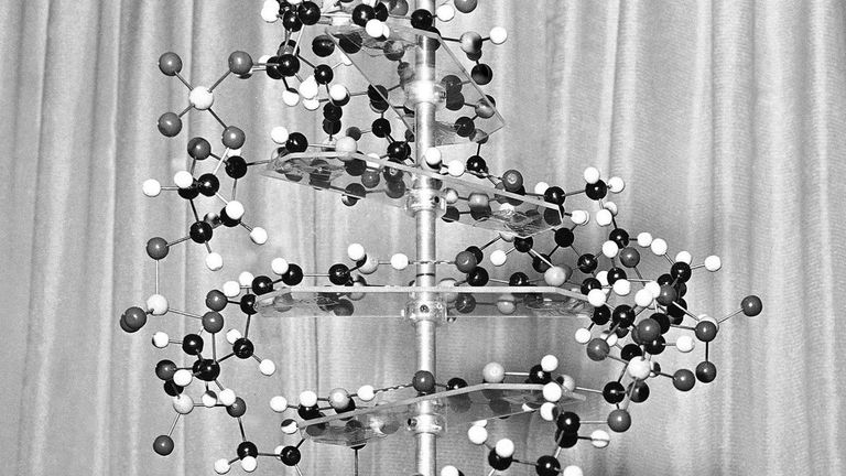 A model of a DNA molecule. Pic: AP