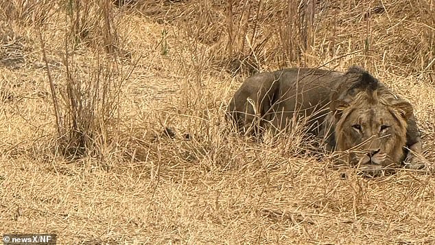Naemi said she recognised the lion that attacked her, describing it as around two years old and previously seen several times near the safari area