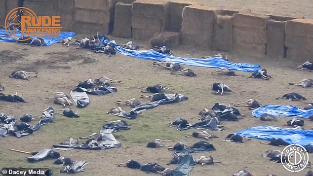 Authorities ordered the cull after dozens of birds died earlier in the year due to bird flu. The farm, however, announced no cases