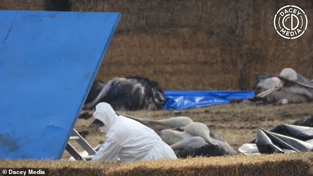 Authorities were spotted in hazmat suits after the cull, covering the bodies with tarps