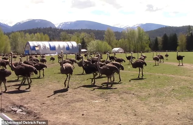 Many of the ostriches had been at the farm for 35 years, each one had a name