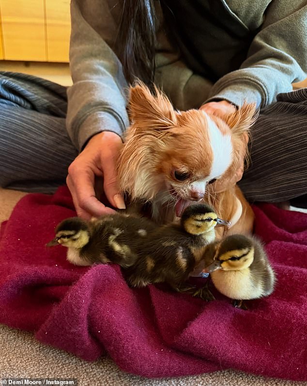 She revealed that she had adopted the adorable baby ducks in June, sharing a slew of heart-warming photos of the mallards bonding with Pilaf to Instagram
