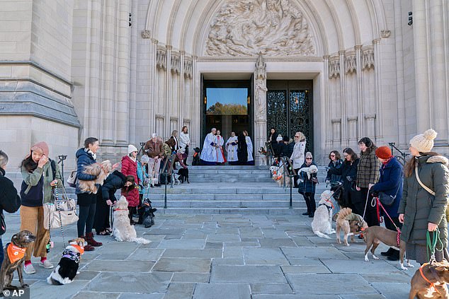 The Jane Goodall Institute had asked the non-profit organization People Animals Love to bring the dogs that lined the cathedral's entrance for the benefit of those attending the funeral
