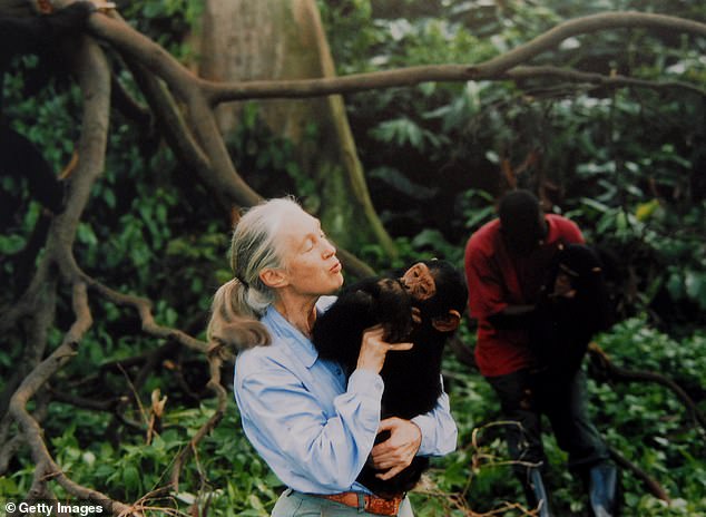 Goodall, pictured above in 1995, is widely known for her groundbreaking work with chimpanzees, which began when she travelled to the Gombe Stream National Park in Tanzania in 1960