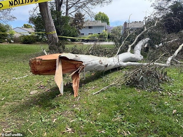 The young boy was struck on the head by the above branch that broke off more than 30 feet above him, his brother and father
