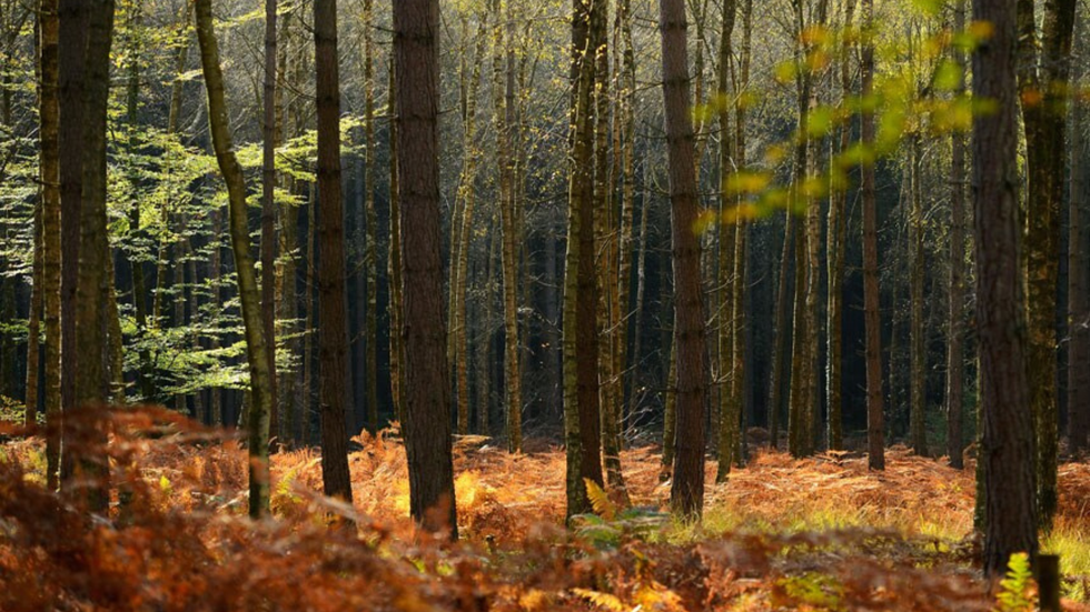New Forest National Park