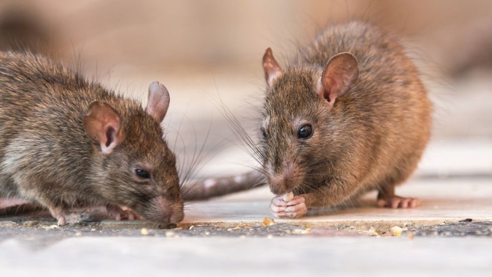 Rats in house