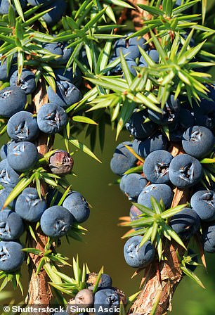 Juniper berries are a key ingredient in gin