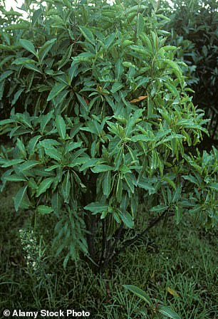 Quinine is extracted from the bark of cinchona trees