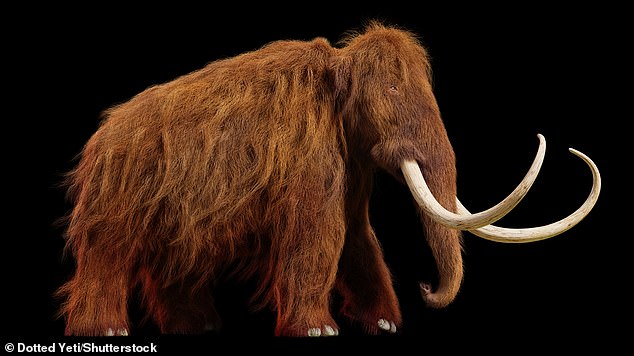 A relative of the elephant, the woolly mammoth is one of the most famous extinct creatures of all, commonly depicted with ultra-curvy tusks and a heavy woolly coat (file photo)