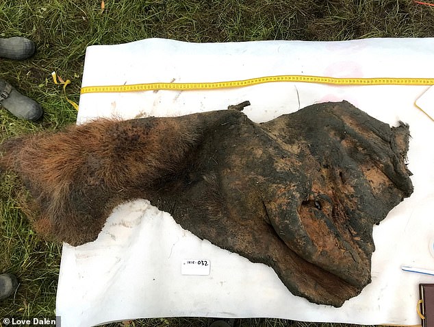 The skin and ear from part of the skull of a woolly mammoth that yielded ancient RNA sequenced. The skin was discovered in 2018 in Belaya Gora, near the Indigirka River in Siberia